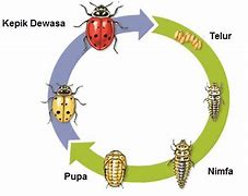 Sebutkan Hewan Apa Saja Yang Mengalami Metamorfosis Sempurna